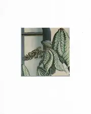 8X10 Matted Print Art Picture Group of Seven: Isabel McLaughlin, Chestnut Branch