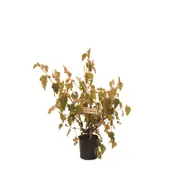 140mm Thomasia Softly - Thomasia petalocalyx
