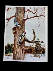 1 VTG American Artists Group Xmas Greeting Card John C. Pellew Alert Woodpeckers