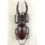 昆蟲標本 臺灣深山鍬形蟲 70MM LUCANUS FORMOSANUS