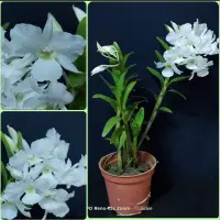 在飛比找蝦皮購物優惠-【蘭蕨雨林】Dendrobium dearei ，迪爾里石斛