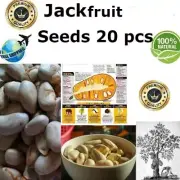 100% PureOraganic Jackfruit Seeds Tropical Flower Fruit Jack Tree Free Shipping