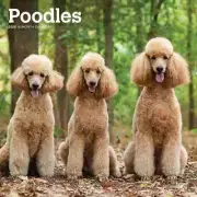 BrownTrout, Poodles 2025 Wall Calendar