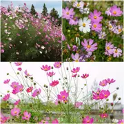 Cosmos - Tall Sensation Mixed seeds