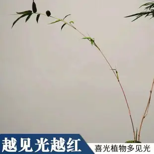 紅竹盆景觀音竹桌面綠植書房庭院陽臺植物小紅竹子苗竹子盆栽室內