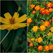 Cosmos - Bright Lights Mix seeds