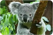 Outdoor Rug, Washable Rug, Porch Rug Machine Washable, Indoor Outdoor Area Rug, Floor Mat for Farmhouse, Layered Door Mats, Living Room, Koala Tropical Animal
