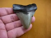 (s280-54) 3" Fossil MEGALODON Shark Tooth pendant Teeth JEWELRY I love sharks