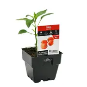 100mm Chilli Habanero - Capsicum annuum