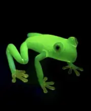 Uranium Frog Custom Made Piece By Rafael —incredible Artwork Look