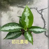 在飛比找蝦皮購物優惠-初花農場2店｜巴黎美人粗肋草｜3寸盆｜觀葉植物｜可放室內，需