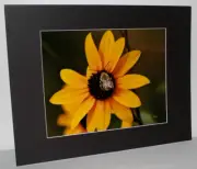 Honeybee on Flower Photo 8" x 10" in 11" x 14" Black Matte Signed by Kim Barry