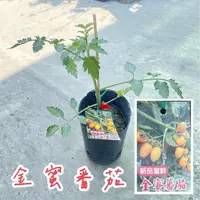 在飛比找蝦皮購物優惠-田尾玫瑰園 l 金蜜番茄、小果番茄【4.5吋黑軟盆 高度約2