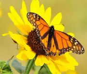 MONARCH BUTTERFLY SUNFLOWER COMPUTER MOUSE PAD 9.25 X 7.75