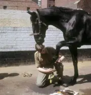 Royalty - Household Cavalry Division - Wellington Barracks, 1966 OLD PHOTO 4