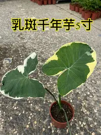 在飛比找Yahoo!奇摩拍賣優惠-乳斑千年芋5吋