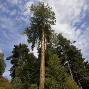 Red Cedar Tree seeds