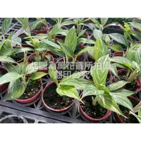 在飛比找蝦皮購物優惠-☆萬花叢★觀葉植物【白馬粗勒草】★3吋盆★高約3-8cm☆