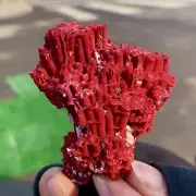 16G Natural Red coral reef Cluster Ocean Mineral Crystal Specimen