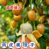 在飛比找蝦皮購物優惠-💯正品【純甜黃皮種子】黃皮果樹苗 止咳化痰  黃皮樹種子 四