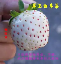 在飛比找樂天市場購物網優惠-尚未開花結果 [ 翠玉白草莓盆栽 日本白草莓盆栽 粉白草莓 