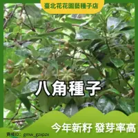 在飛比找蝦皮購物優惠-散裝大茴香種子八角茴香小茴香嘜角八角樹八角好種子食材種籽批髮