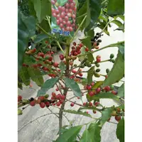 在飛比找蝦皮購物優惠-元茂園藝龍潭園區-新貨上架 咖啡樹結果中 四到五年盆栽 全日