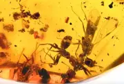 Swarm of Aculeata, Formicidae (Ant), Fossil Inclusion in Dominican Amber