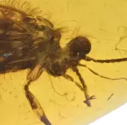 Swarm of Trichoptera (Caddisfly), Fossil insect inclusion in Burmese Amber