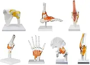 6 pcs/Set Anatomy Models Human Shoulder Elbow Hip Knee Hand Foot Joint Bone Models Human Joint Anatomy Model with Ligament Medical Teaching Anatomical