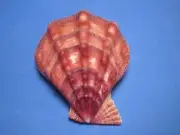 Pecten swiftii Bernardi, 1858 "DEEP WATER" (99.0mm)