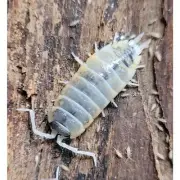 10+ct P. Haasi Light Isopods & 10ct P. Witch's Brew + Mystery Species Bundle