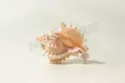 Pink Murex Phyllonotus erythrostomu Hermit Crab Sea Shell 3 1/2"-4"(36 pcs)JC-41