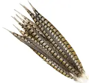 5 Pcs LADY AMHERST PHEASANT Feathers 20-30" Top Quality!! Craft/Hats/Costume