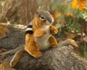 NEW PLUSH SOFT TOY Folkmanis 3183 Chipmunk Full Body Hand Puppet