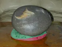 在飛比找Yahoo!奇摩拍賣優惠-飛躍的海豚 台東南田石（海洗硬砂岩），天然結晶圖紋，保證絕無