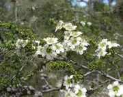 Buy Tea Trees Citronella (Leptospermum liversidgei)