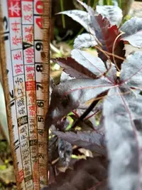 在飛比找Yahoo奇摩拍賣-7-11運費0元優惠優惠-特殊少見老粗頭高露根，老盆養多年，日本品種紅楓樹槭樹，名字叫