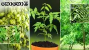 Freshly Picked 100 Dried NEEM LEAVES Ceylon Herbs Pure Organic...
