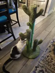Road Cat Scratching Post Cactus Cat Scratcher Featuring with 3 Scratching Poles