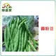 【綠藝家】大包裝E06.圓粉豆(壞豆)種子350克
