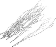 HEALEEP 10pcs White Tree Branch Decorative Twigs for Home Decor Rustic Centerpieces for Weddings Showers and Holiday Events Elegant Dried Branches for and Table Arrangements