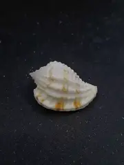 Morum joelgreenei Sea shell. 30mm Beach home coastal decor. #12326