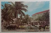 Carriages Drive Through Beautiful Rawson Square - Nassau In The Bahamas Postcard