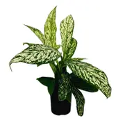 125mm Blizzard - Dieffenbachia maculata