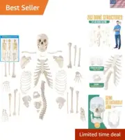 Disarticulated Human Skeleton, Full Unassembled Anatomical Model, Life Sized,...