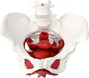 Human Organ Model Female Pelvis Pelvic Floor Muscles and Reproductive Organs, Muscles Anatomische Modelle, Removable for Doctors Office Educational Tool