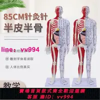在飛比找樂天市場購物網優惠-超清晰60 80CM人體針灸模型 半肌肉骨骼內臟模型中醫經絡