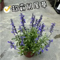 在飛比找蝦皮購物優惠-田尾玫瑰園 l 超霸鼠尾草、洋蘇葉【5吋盆】觀賞植物 開花植