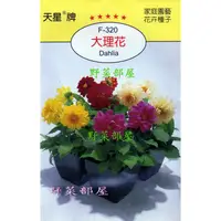 在飛比找蝦皮購物優惠-【萌田種子~花卉種子】Y24 大理花Dahlia~穗耕種苗~